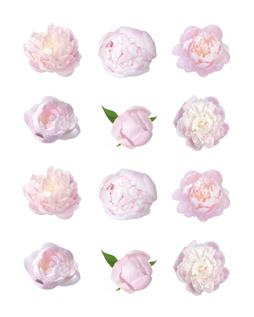 Peony Edible Cupcake Images