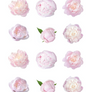 Peony Edible Cupcake Images